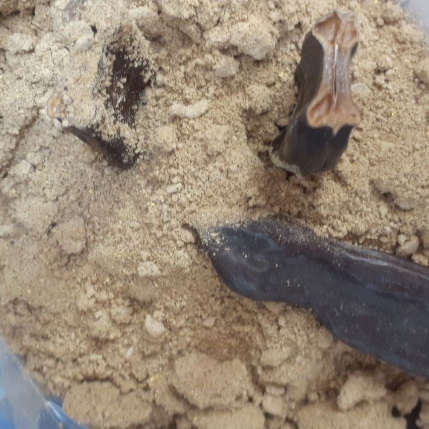 عطاری رشد مو   پودر میوه خرنوب خوراکی