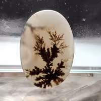 شجر قائن کلکسیونی طبیعی و معدنی کد 932