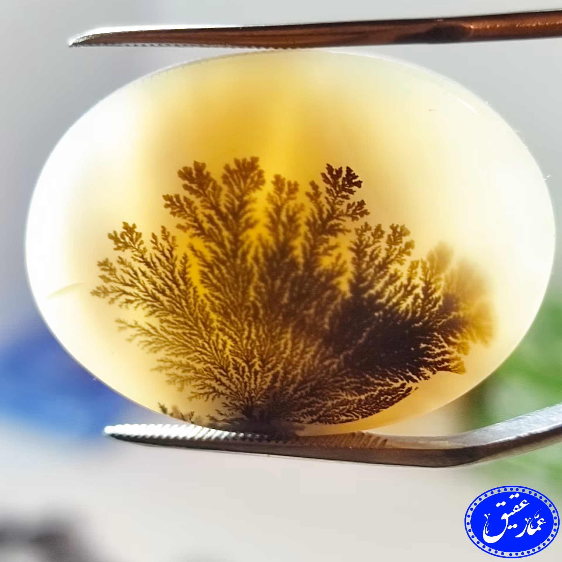 نگین عقیق شجر سوزنی قائنات