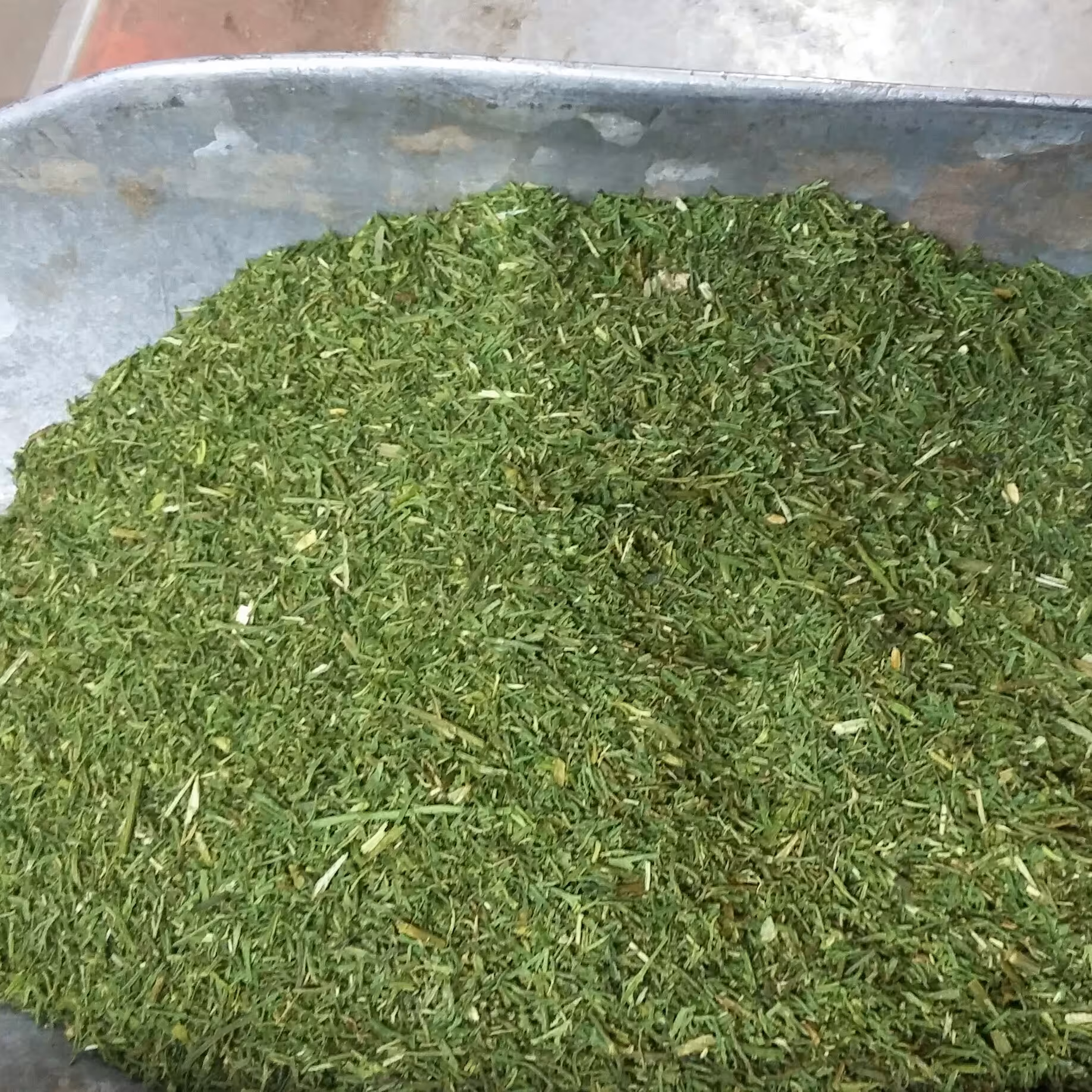 شوید خشک ( شسته شده بدون خاک ) رنگش سبز روشن مایل به زرد 250گرم خالص رزبسته بندی نایلونی