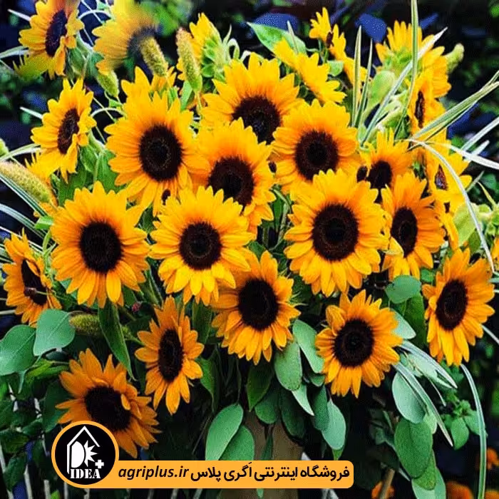 بذر گل آفتابگردان زینتی بسته بندی خانگی