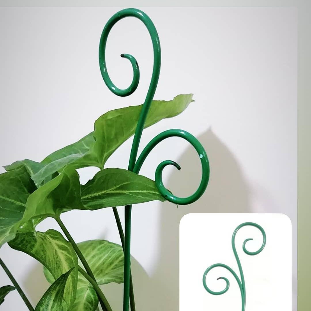 قیم گیاه طرح پیچک