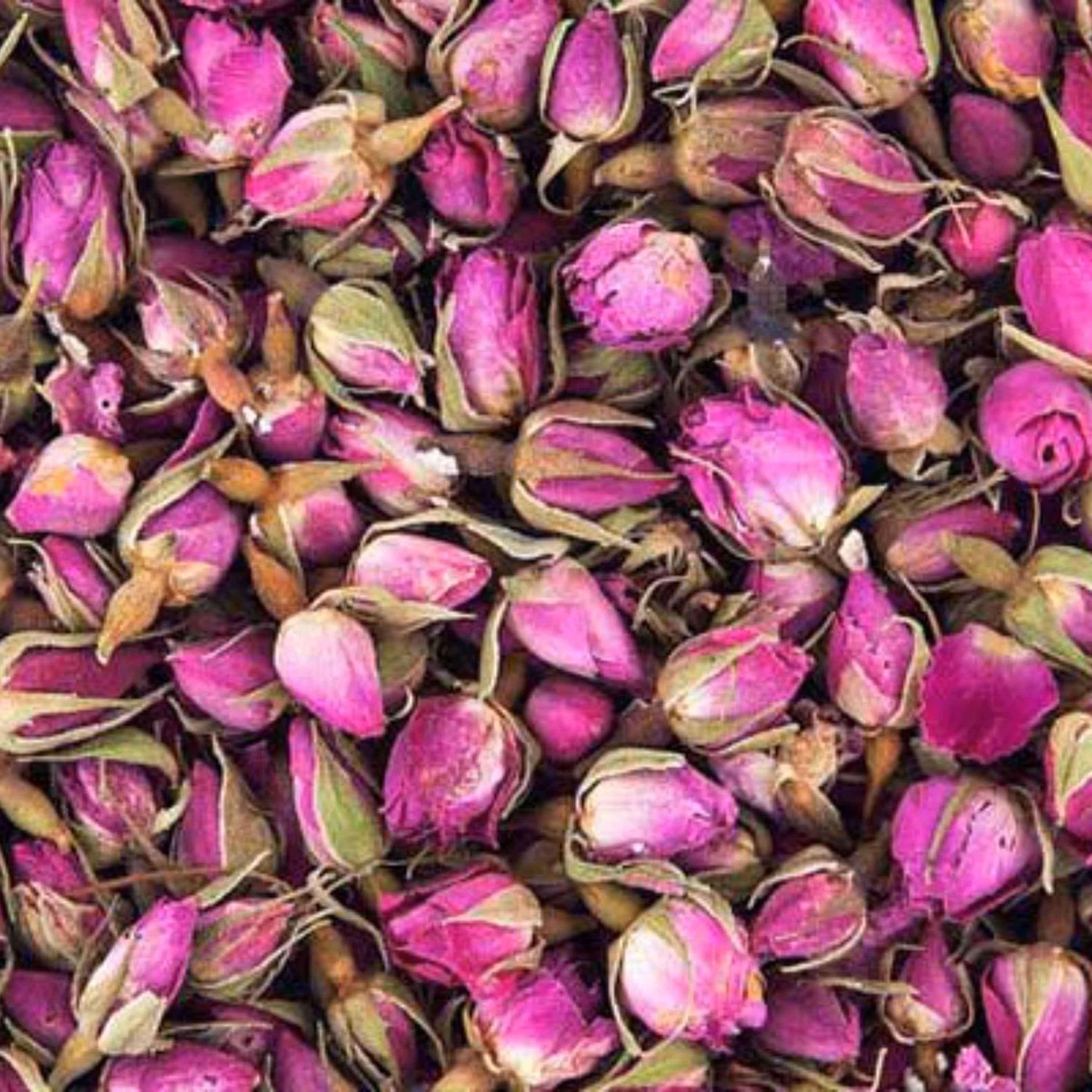 غنچه گل سرخ