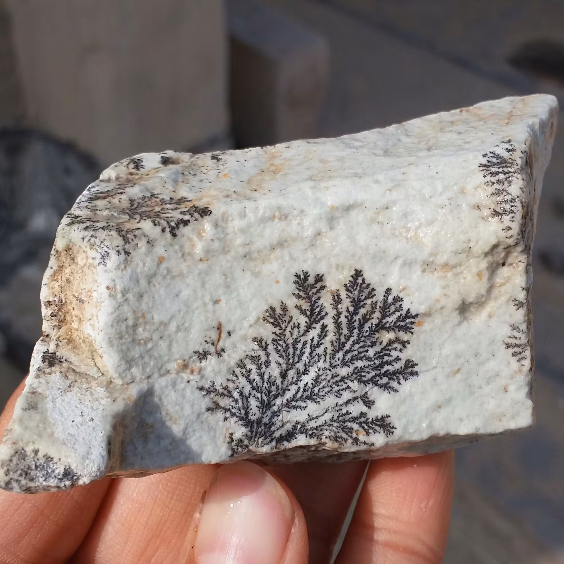 سنگ راف 100 در 100 طبیعی شجر دندریتی یا فسیلی محشر خاص شاهکار خلقت
شجر واضح خاااااااااص
کد 9663