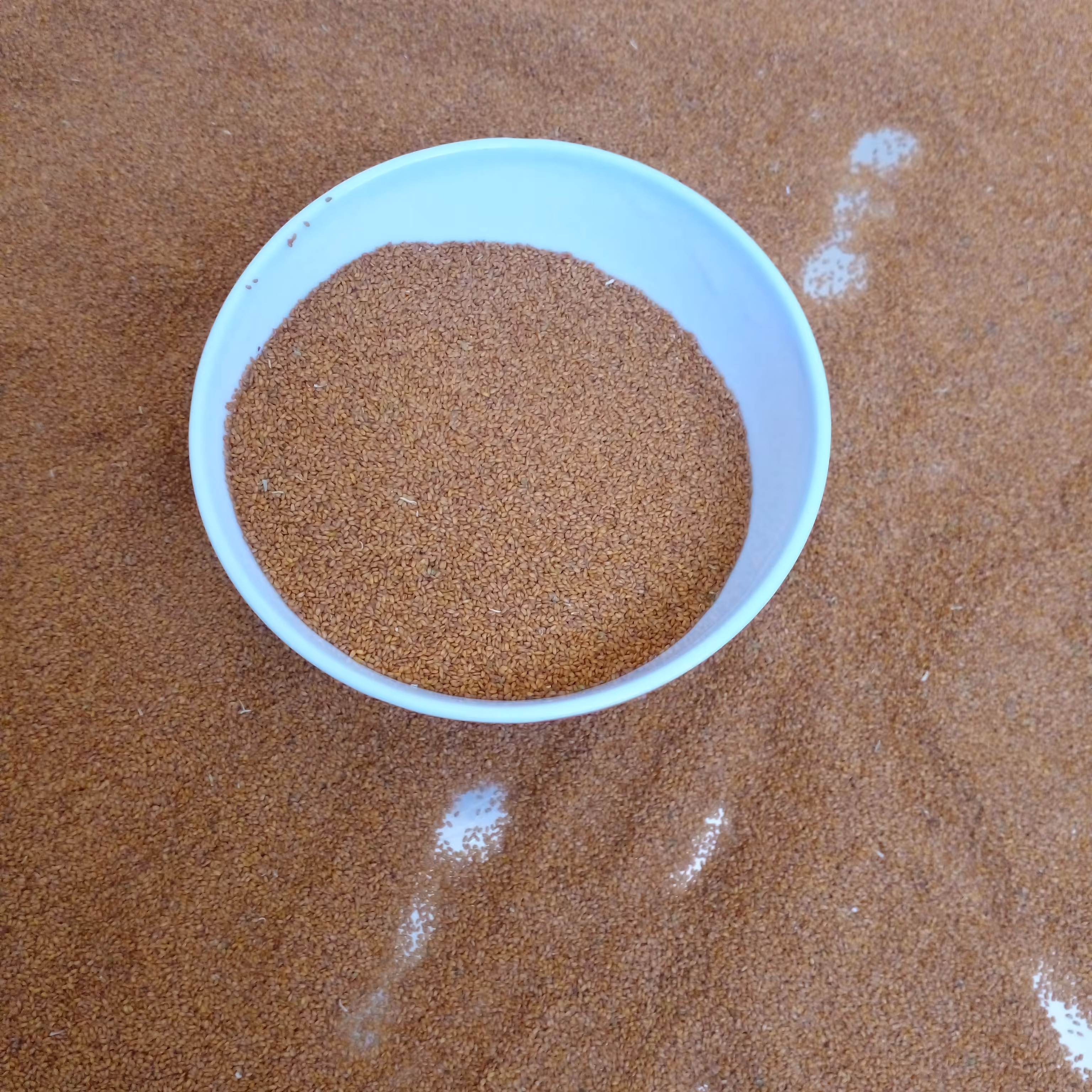 خاکشیر وحشی  دستچین500گرمی کاملا طبیعی تمیز و پاک شده