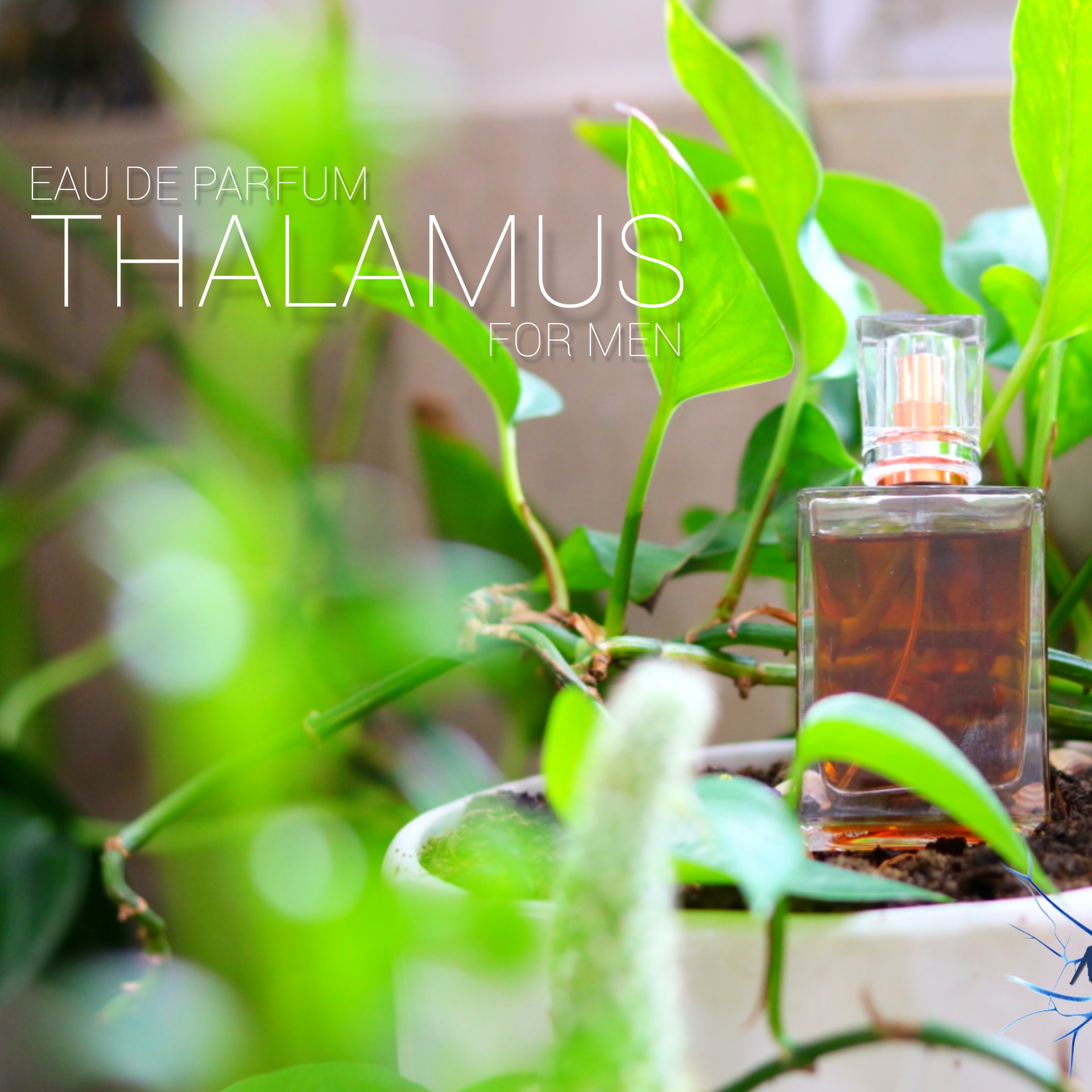 عطر پرورش مغز سری THALAMUS برای مردان با ترکیب یاس و زنبق و میخک و رزماری 30 میلی لیتر