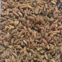 کشمش سبز افتابی کاشمر کارتن 5کیلویی 