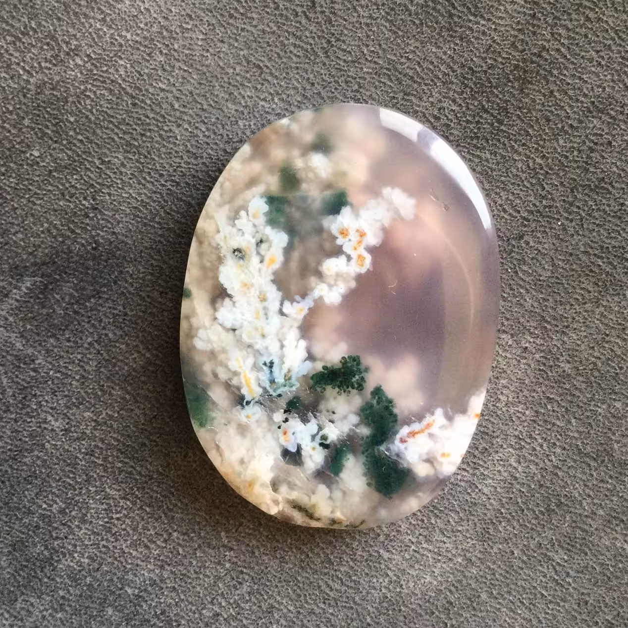 شجر فردوس هفت رنگ