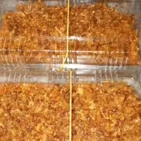 پیاز داغ چیبسی