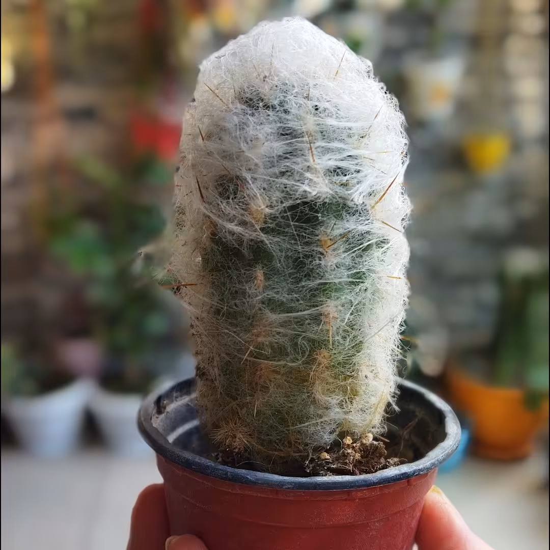 کاکتوس سِفال سِروس.(ارسال با باربری و پس کرایه)