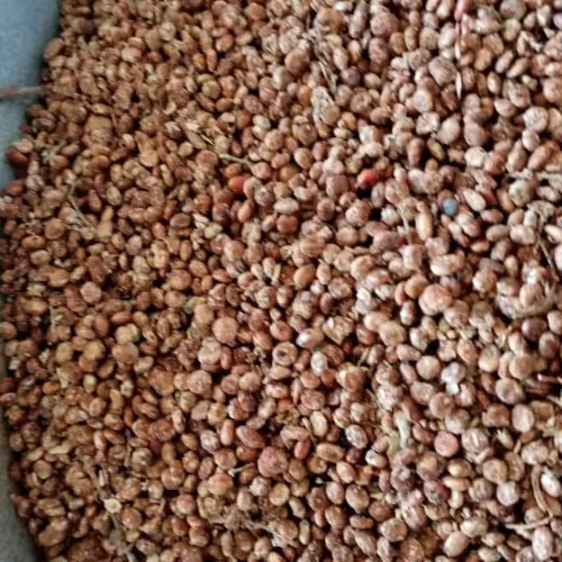 سماق دان (1کیلویی)