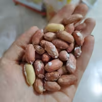 بادام زمینی آستانه درشت نوبرانه درجه یک (یک کیلو) استانه اشرفیه اصل