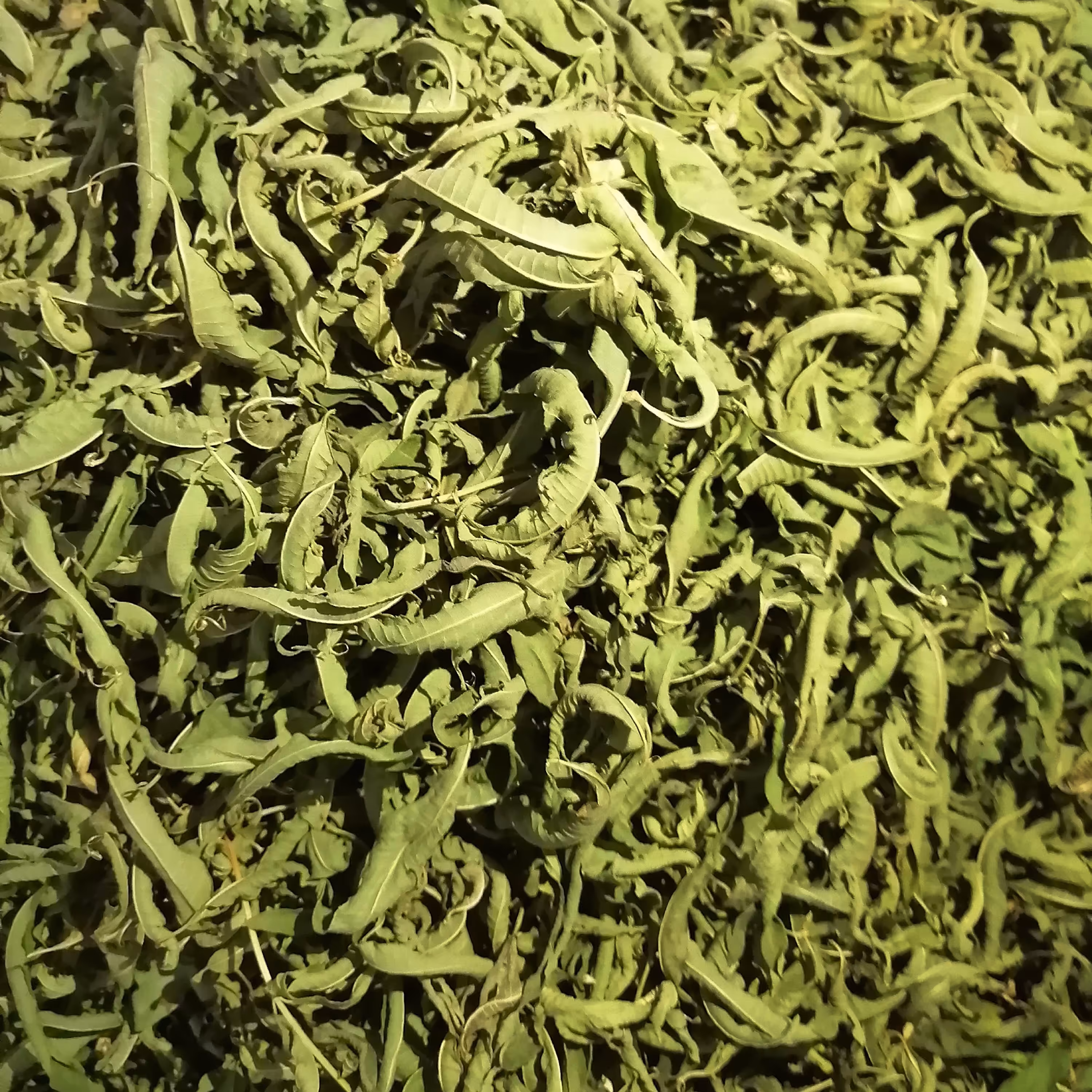 به لیمو خشک  50 گرمی  با عطر و بوی عالی