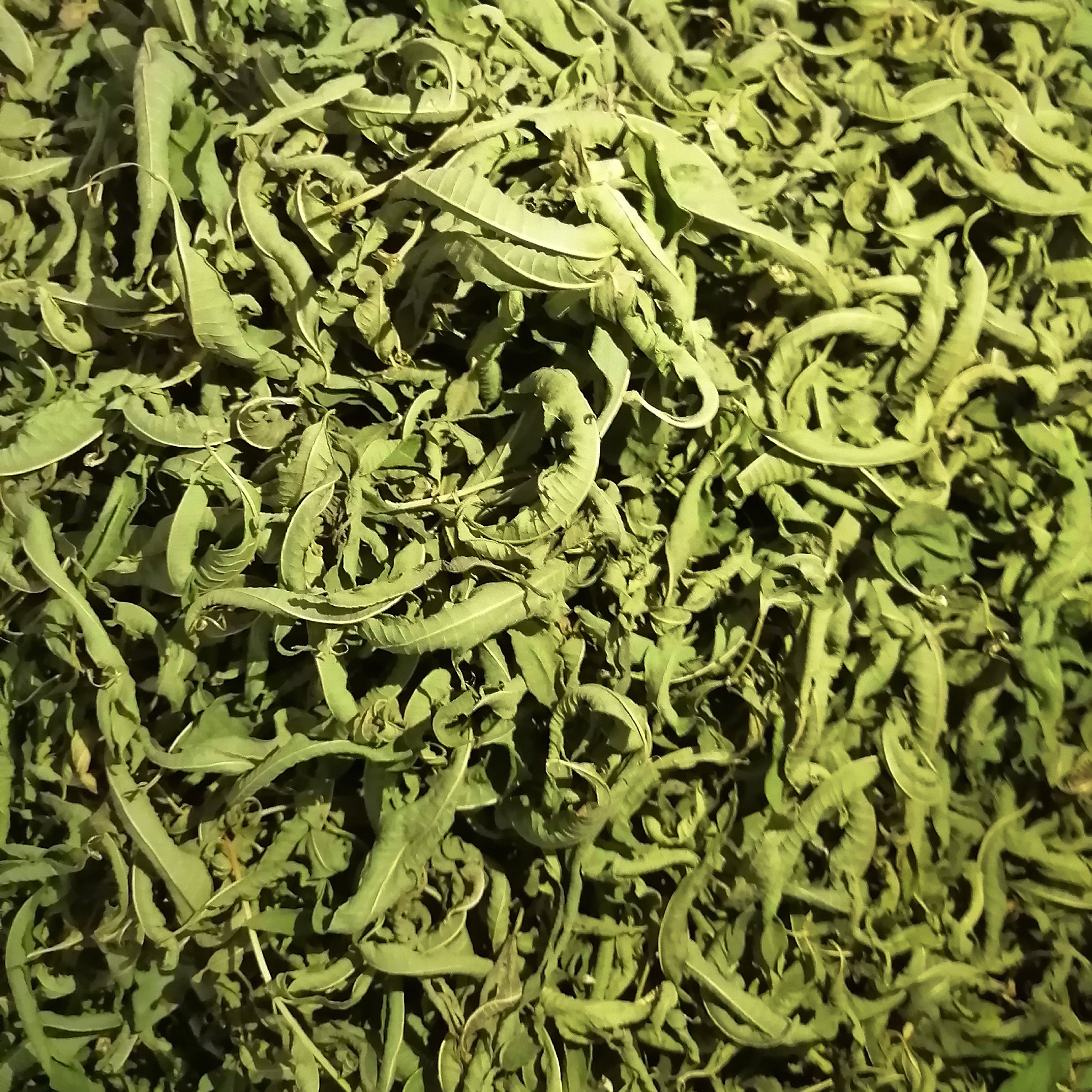 به لیمو خشک 50 گرمی با عطر و بوی عالی
