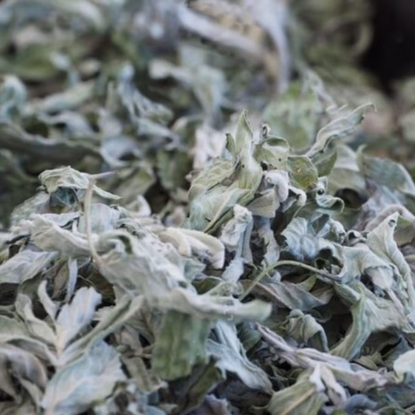 پونه کوهی خشک و باکیفیت بسته ی 30 گرمی با تخفیف ویژه 