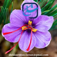 زعفران شکرستان- سرگل1