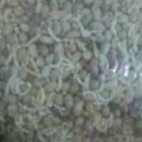 اجیل سنتی ( سلامت)