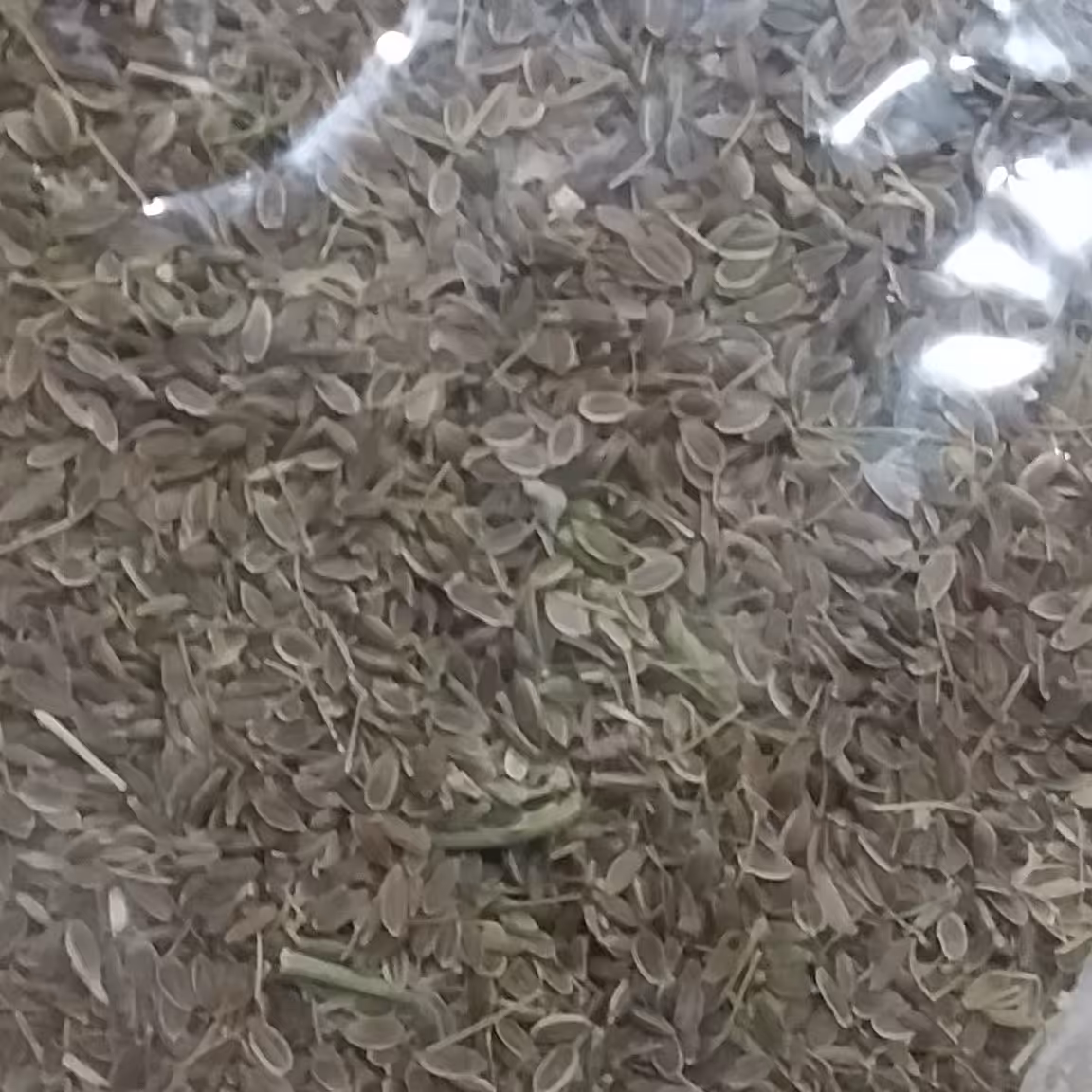 تخم شوید 100 گرم