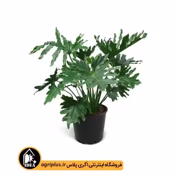 بذر برگ انجیری فر Philodendron Selloum