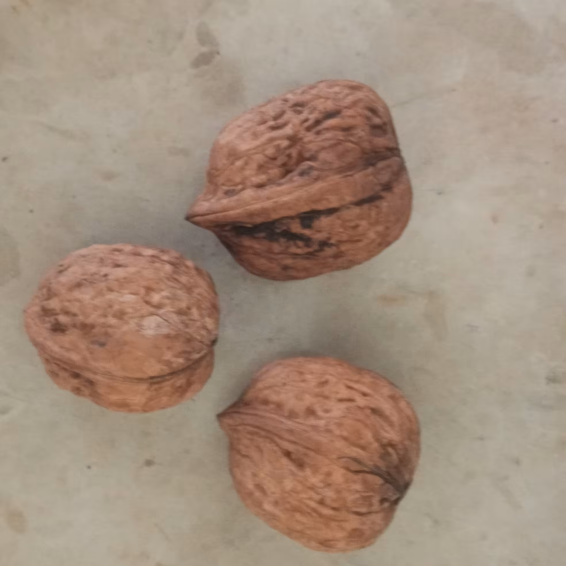 گردو  30عددی