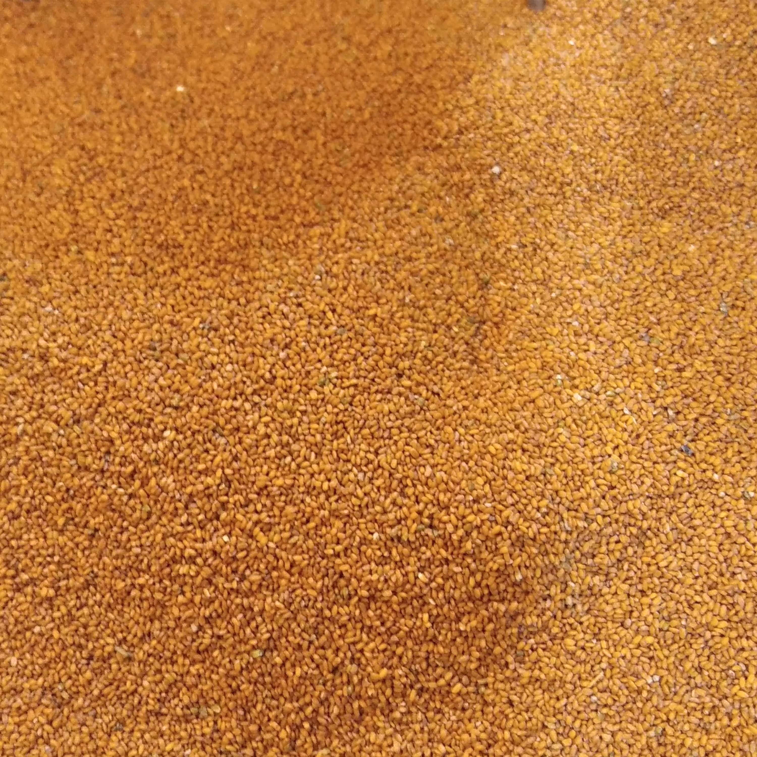 خاکشیر شسته و تمیز و سورت شده همدان 