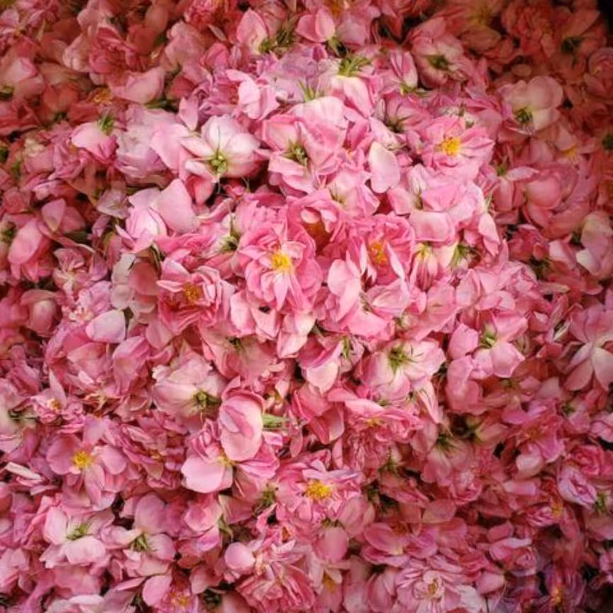 گل محمدی و غنچه خشک