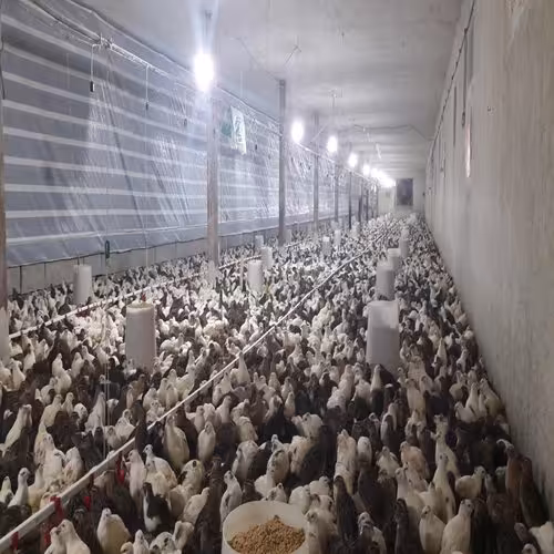 طرح توجیهی پرورش بلدرچین گوشتی - Tarhtojihi.org