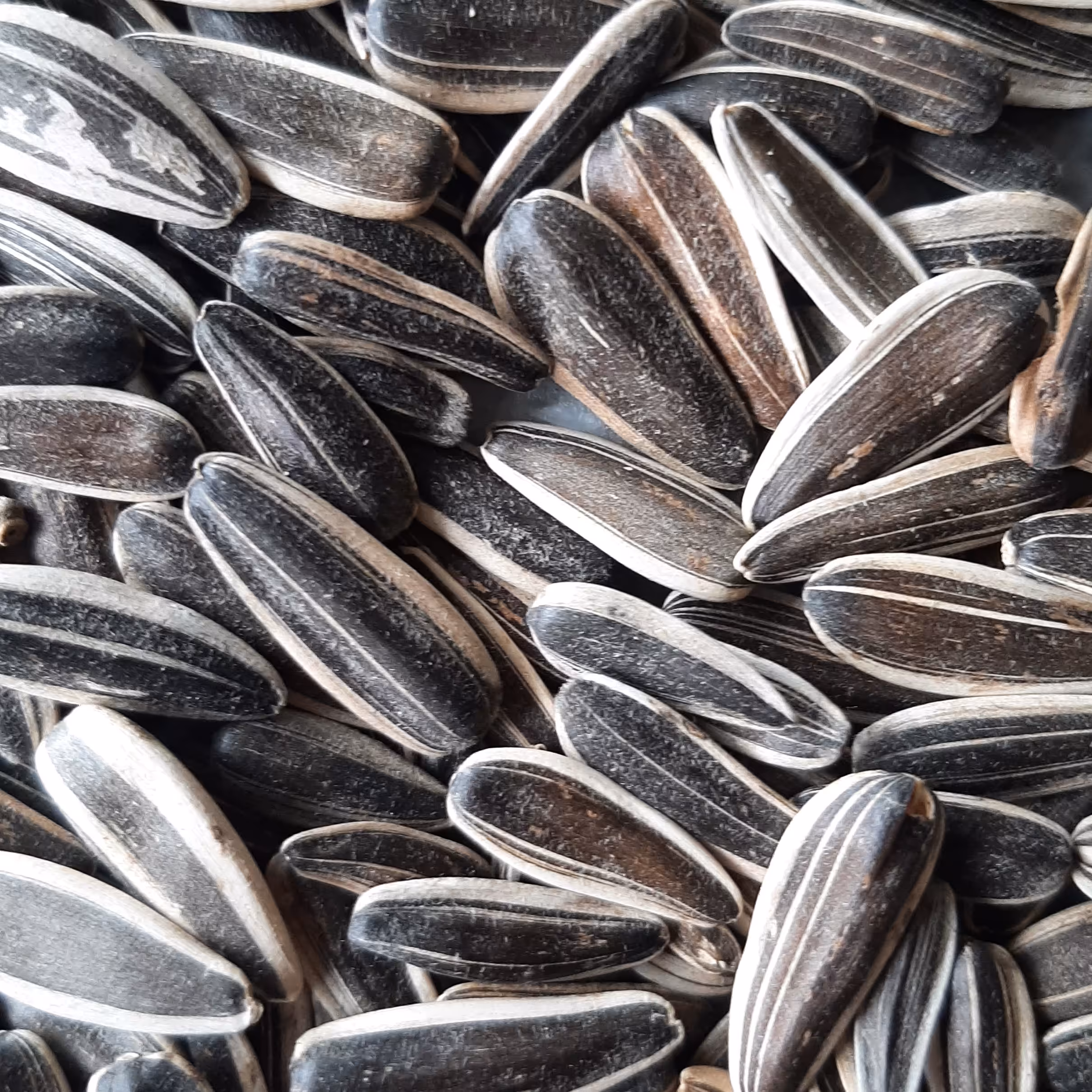 تخمه آفتابگردان دورسفید متوسط کانادایی