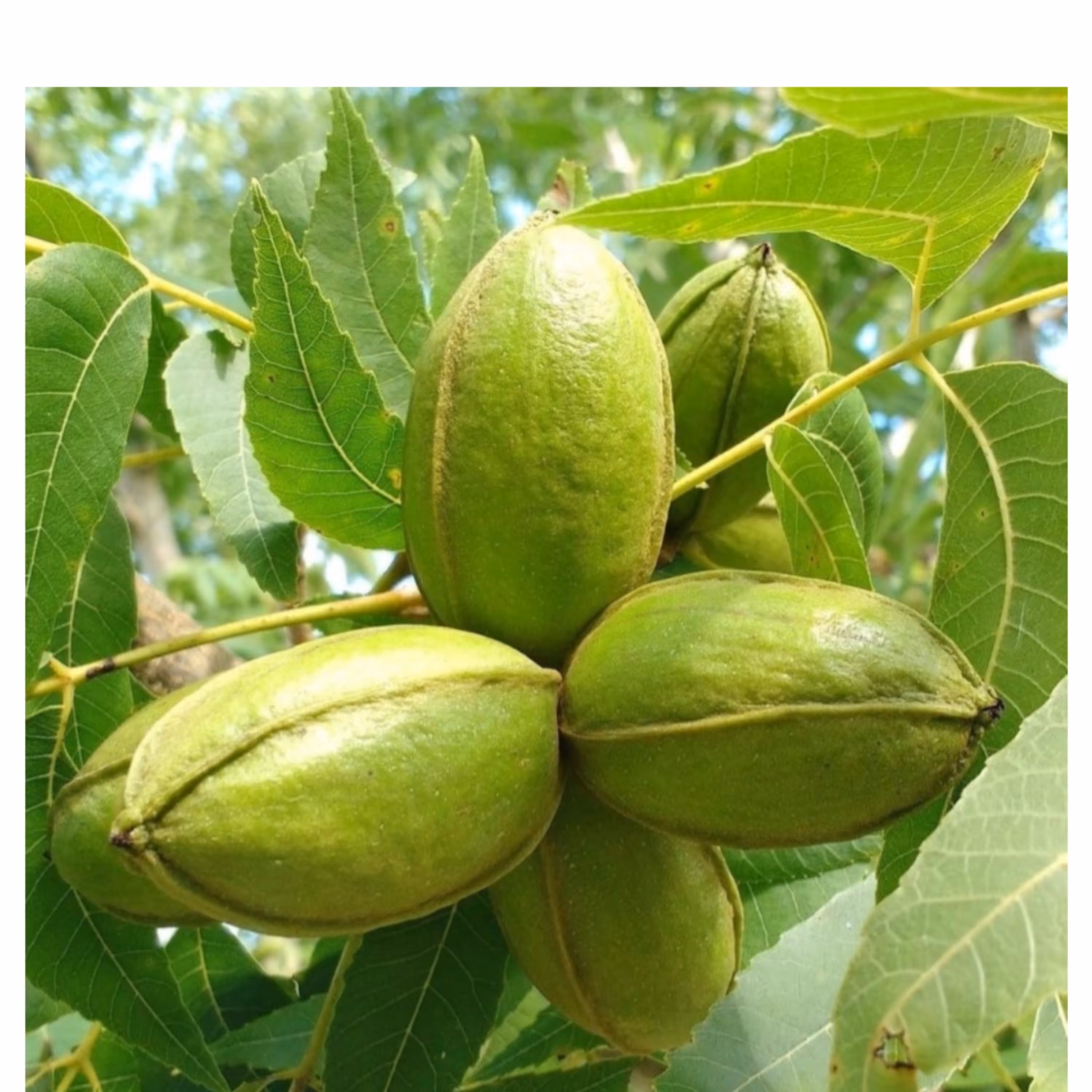 گردو پکان آمریکایی گرمسیری  پس کرایه.نهالستان  ساقه طلا(حداقل ارسال 4عدد)