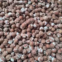 فندق برشته نمکی