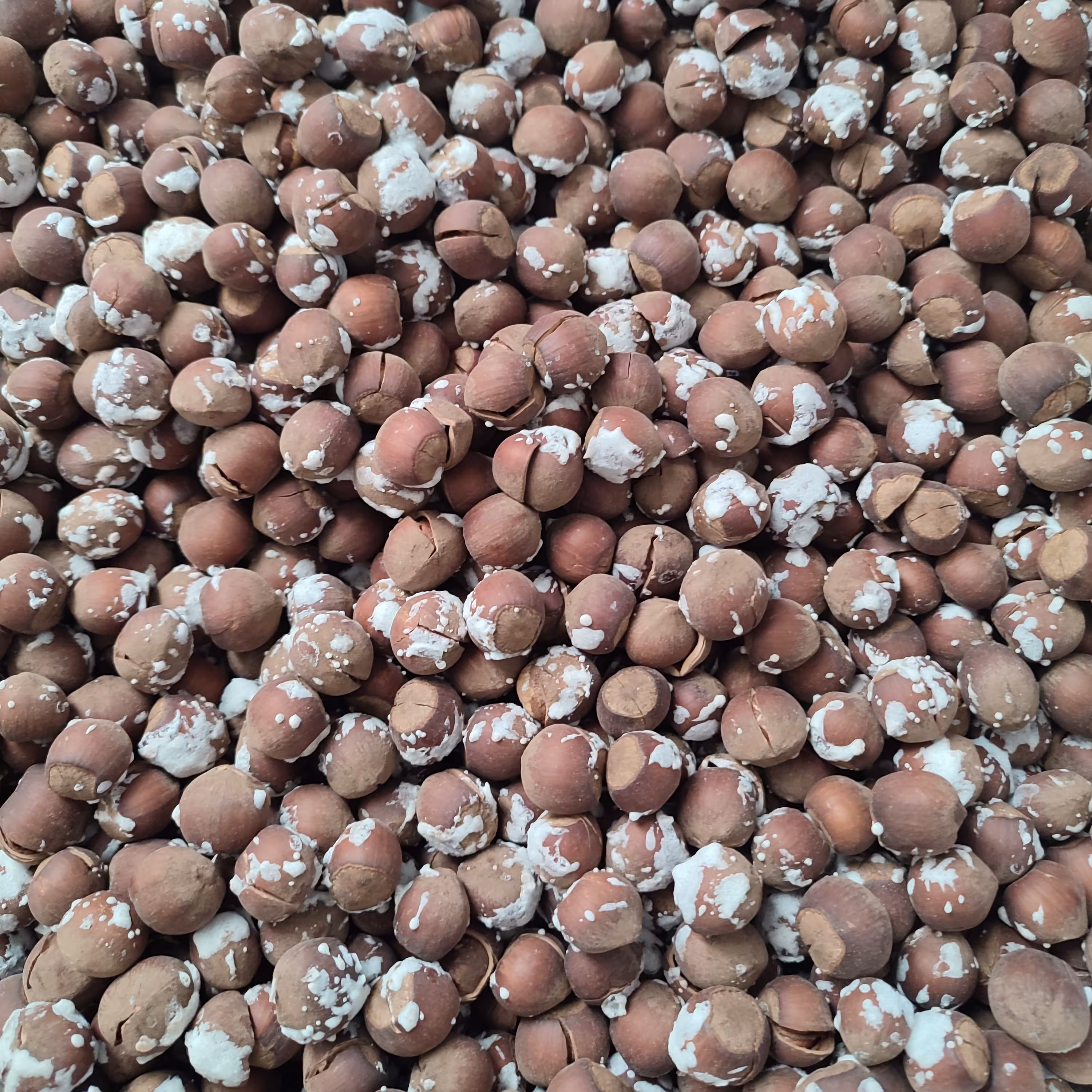 فندق برشته نمکی