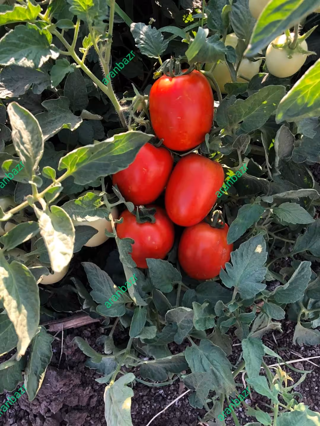 مزایای بذر هیبرید