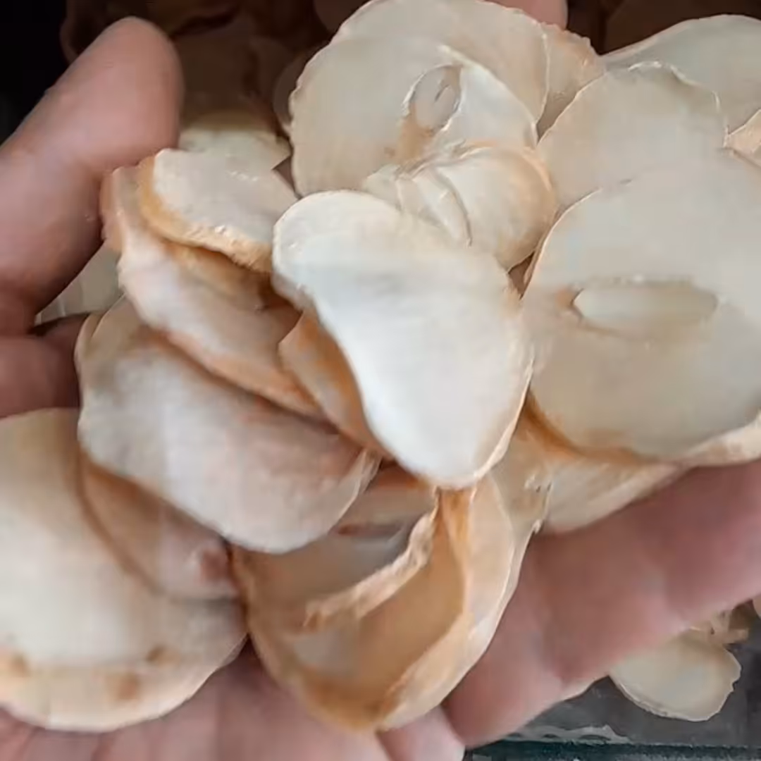 موسیر پلاک درجه یک