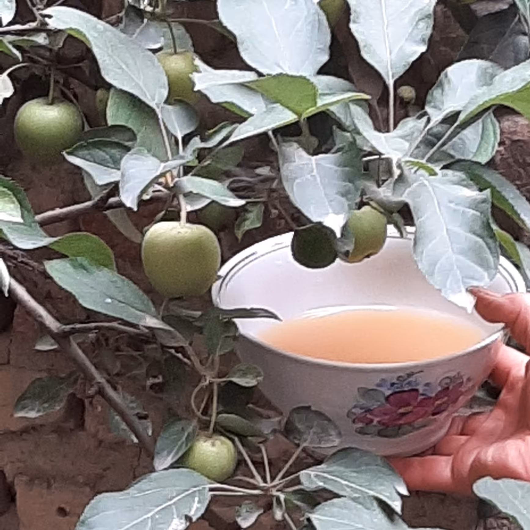 سرکه سیب کاملا طبیعی و تهیه شده از سیب های ریز ترش و سیب های سرخ شیرین کوهستان