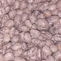 لوبیا چیتی نمونه محصول برج 7 به صورت مستقیم از کشاورز