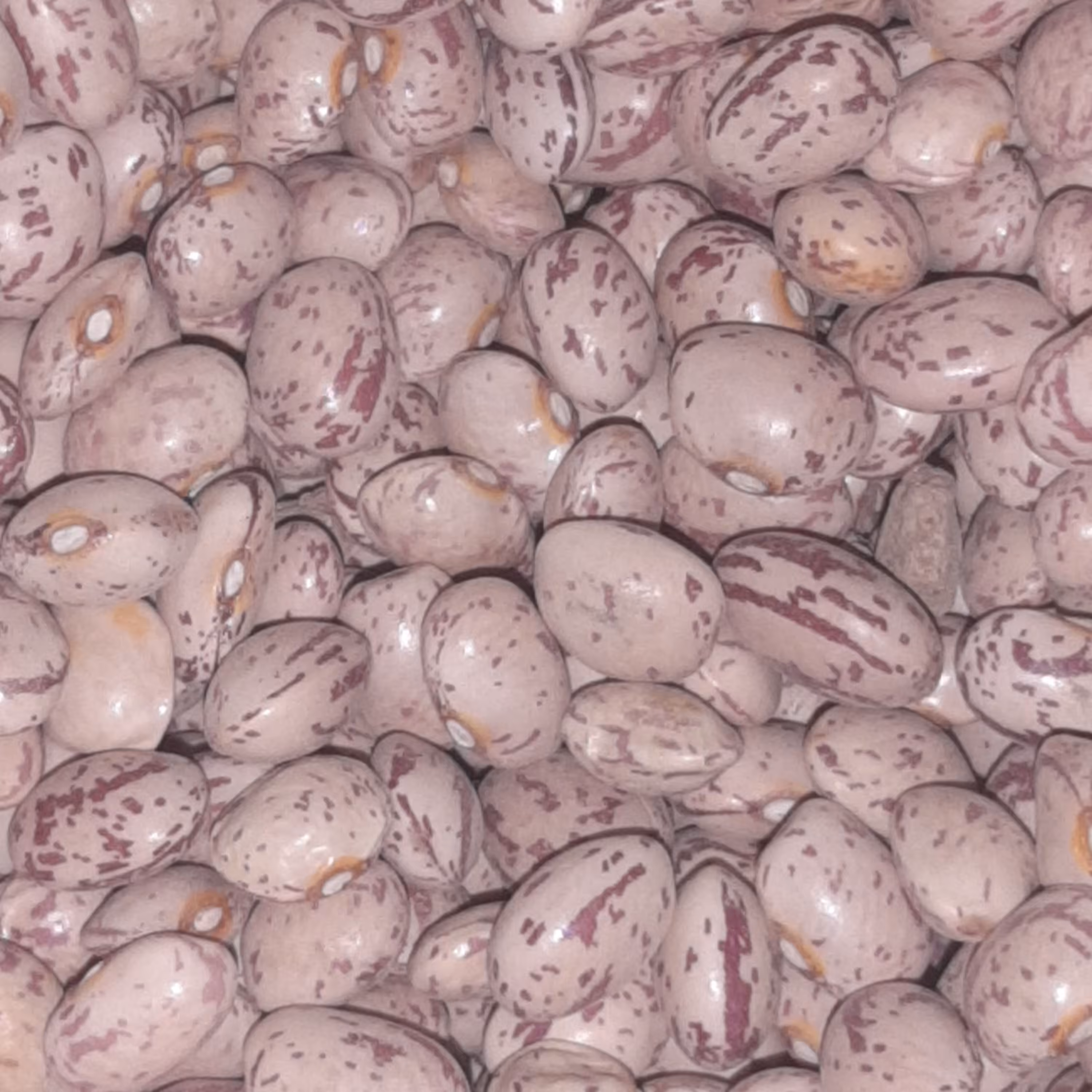 لوبیا چیتی نمونه محصول برج 7 به صورت مستقیم از کشاورز