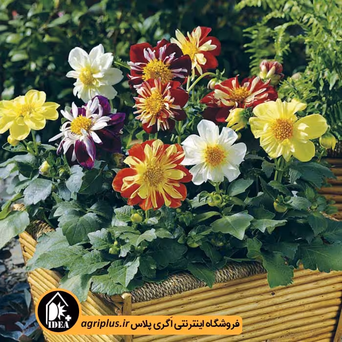 بذر گل کوکب بذری Hrlequin سینجنتا