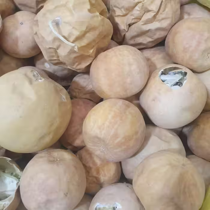 هندوانه ابوجهل (حنظل ) 200گرم 
