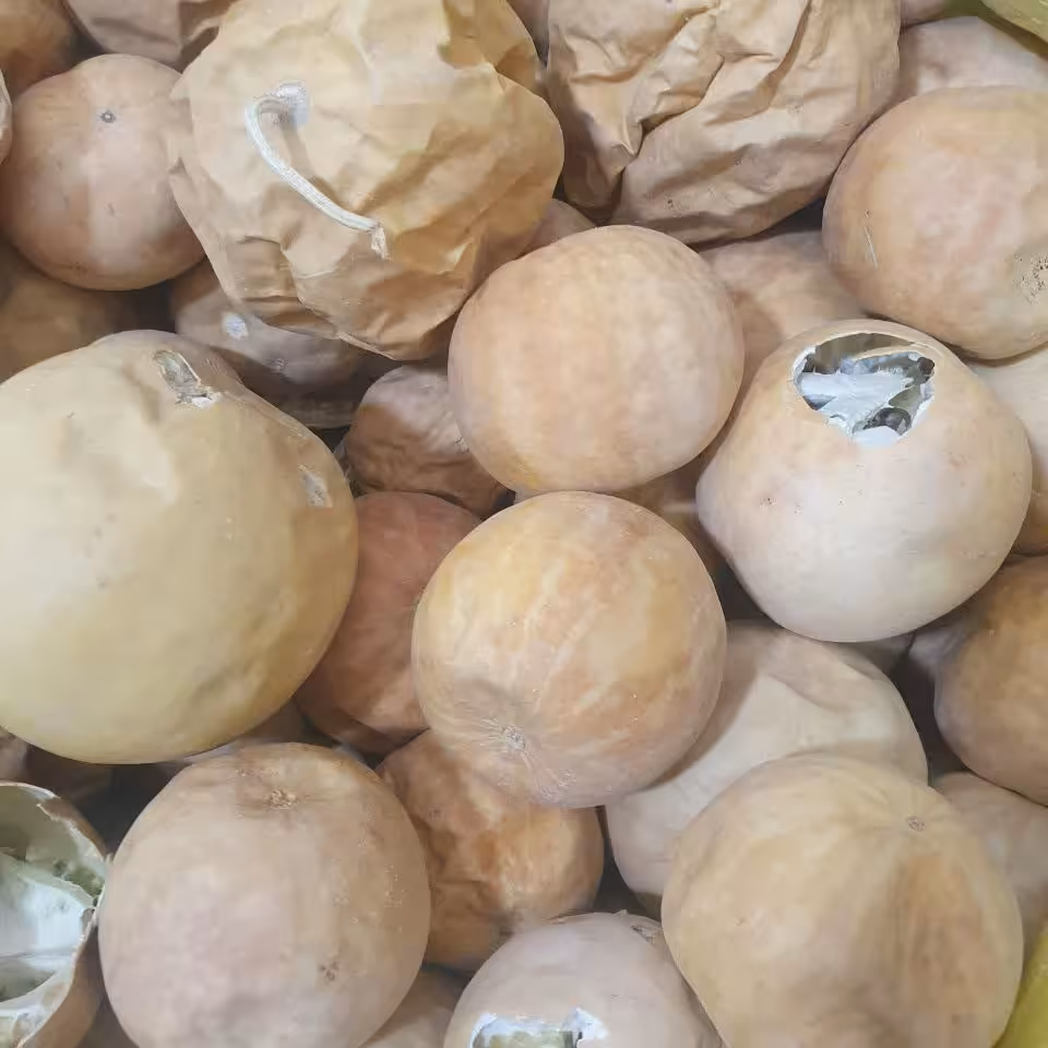هندوانه ابوجهل (حنظل ) 200گرم 