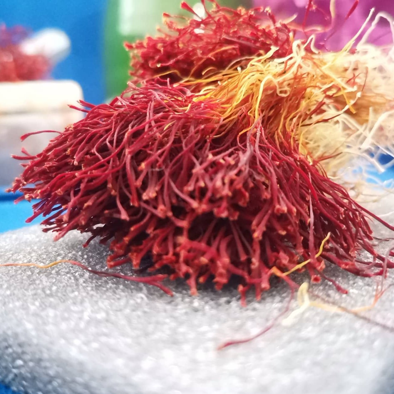 ریشه زعفران کوهستانی  استان یزد یک مثقالی