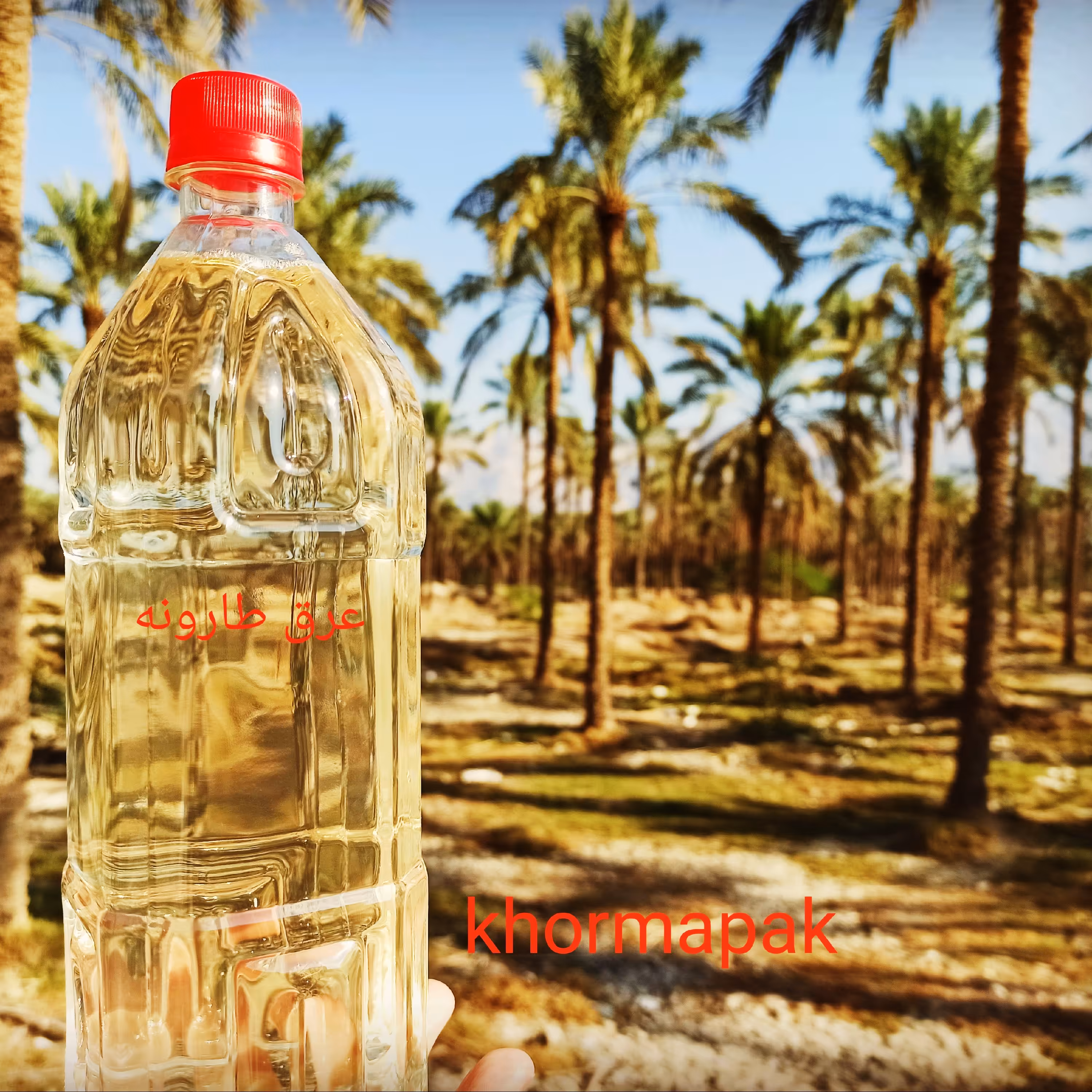 عرق طارونه غلاف شکوفه های درخت خرما