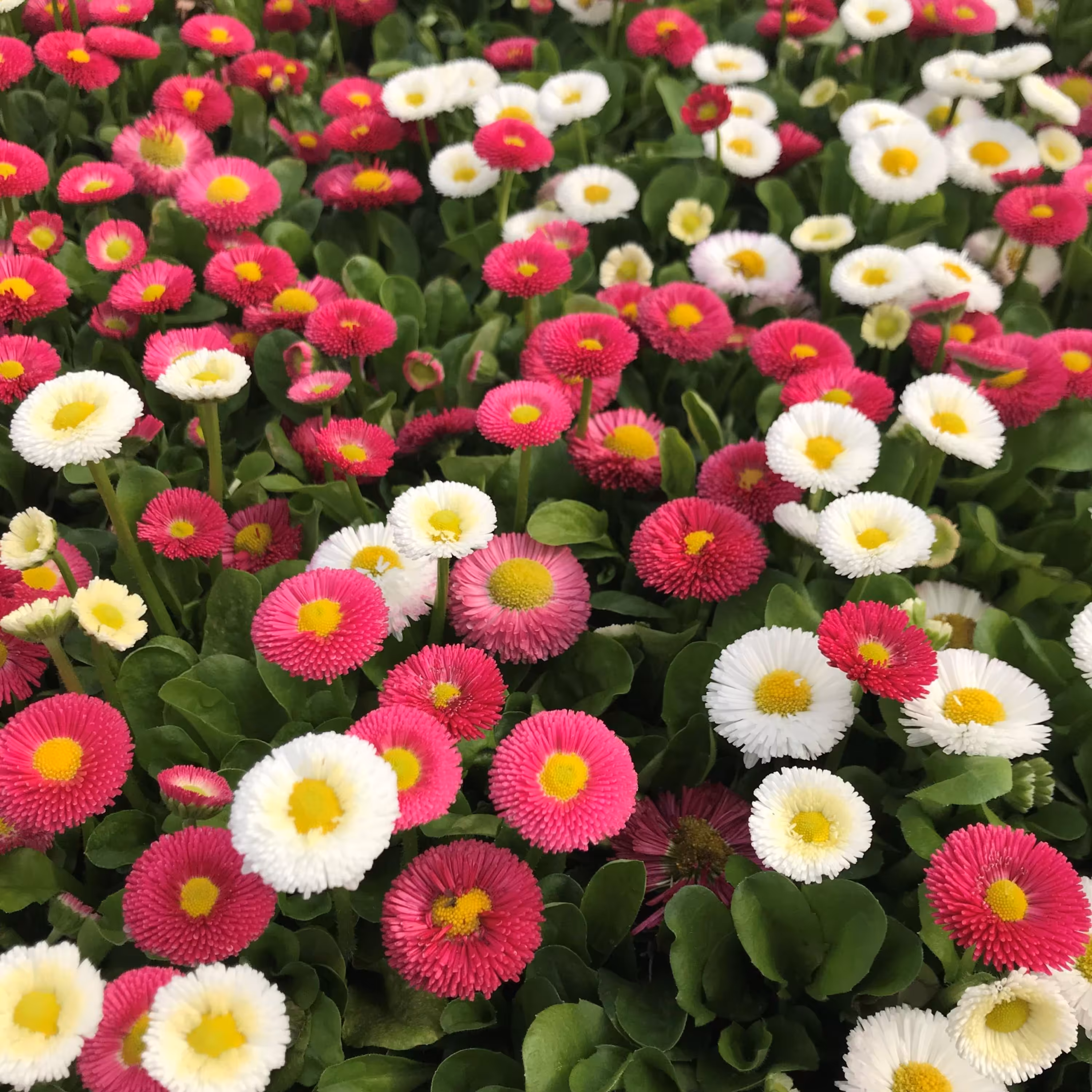 بذر گل مینا چمنی الوان