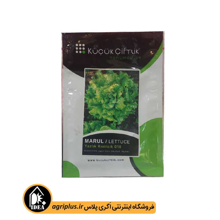 بذر کاهو گرد مجعد ترک