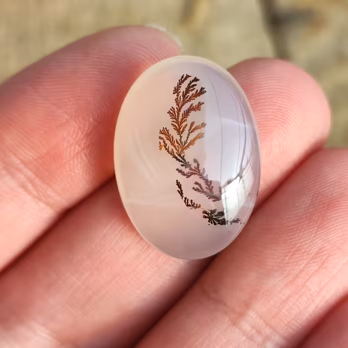 شجر ناب تک درخت ایرانی کلکسیونی