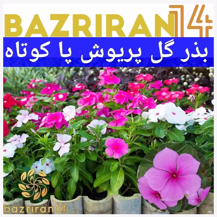 بذر گل پریوش