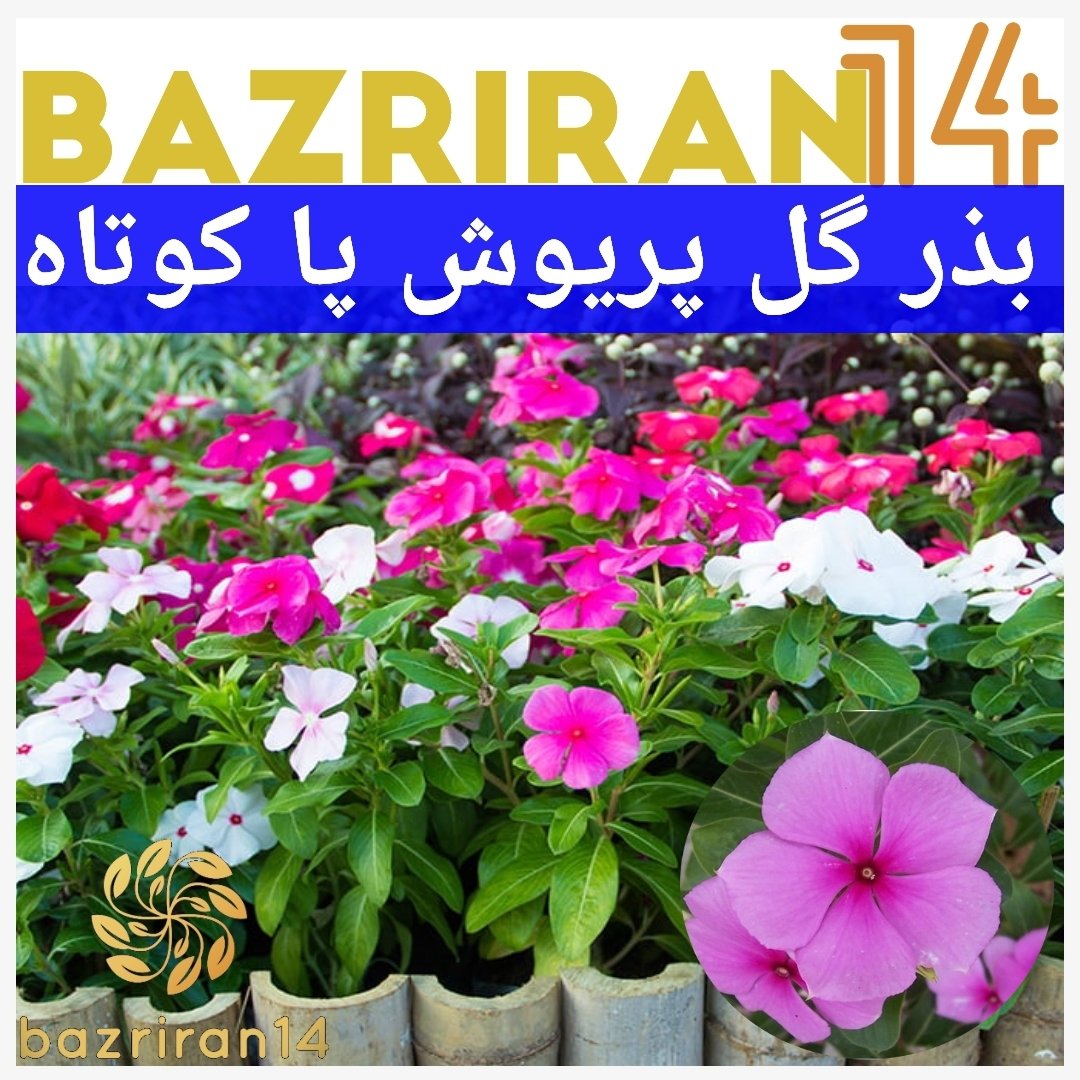 بذر گل پریوش