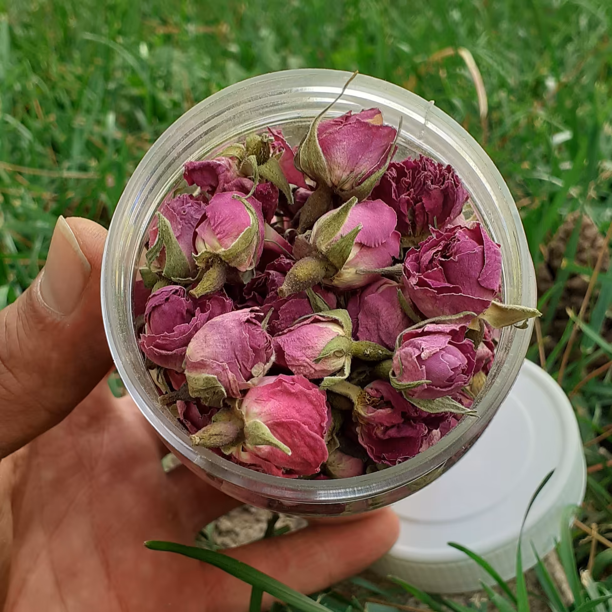 غنچه گل محمدی اعلا 20 گرمی 