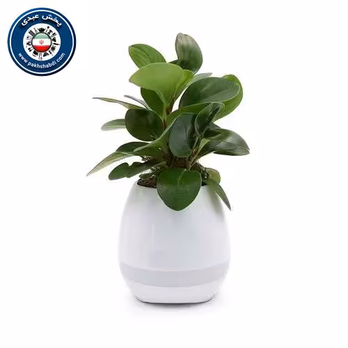 گلدان موزیکال هوشمند