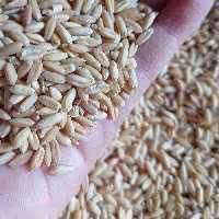 گندم بسته نیم کیلویی