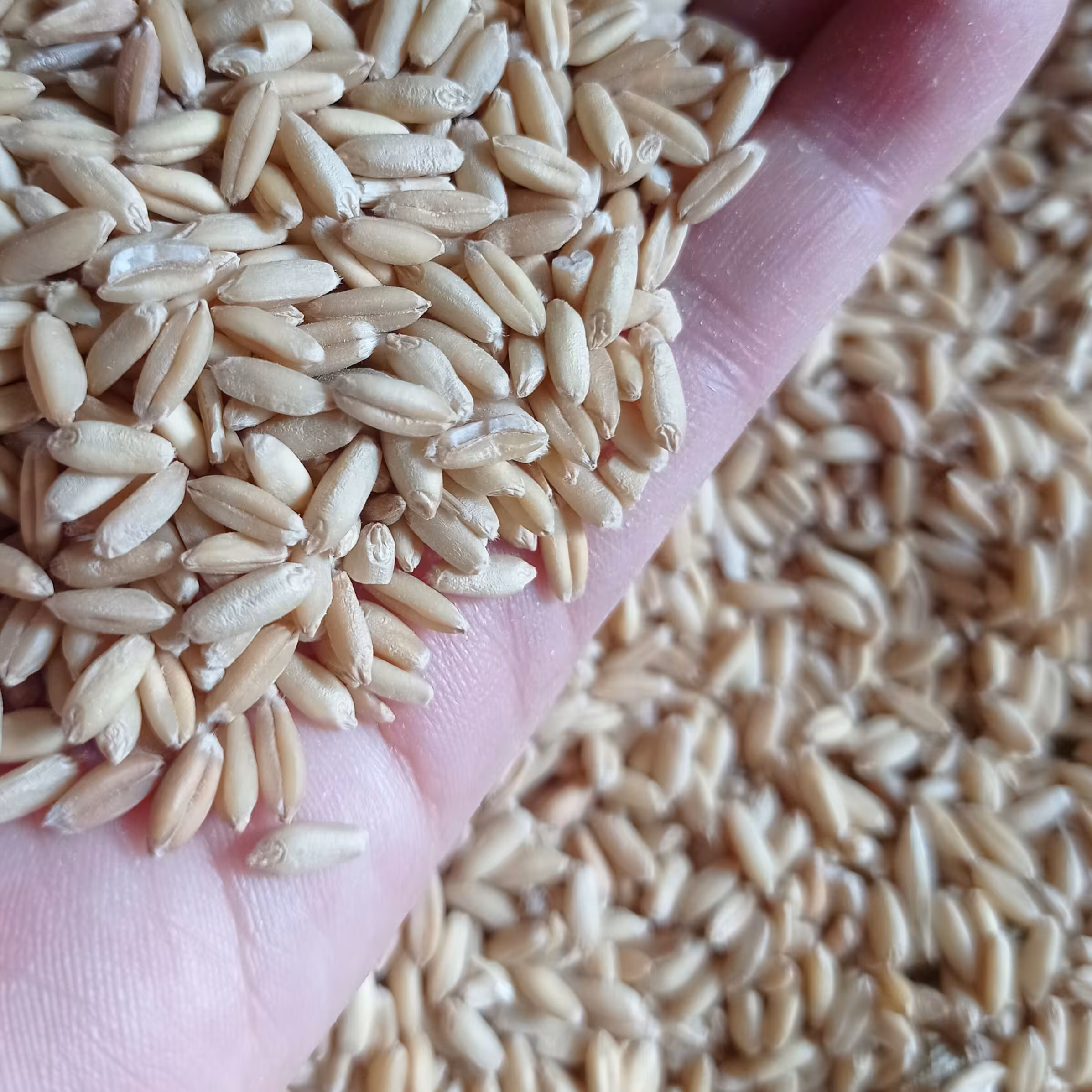 گندم بسته نیم کیلویی